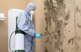 Best Mold Damage Restoration  in Fruitridge Pocket, CA